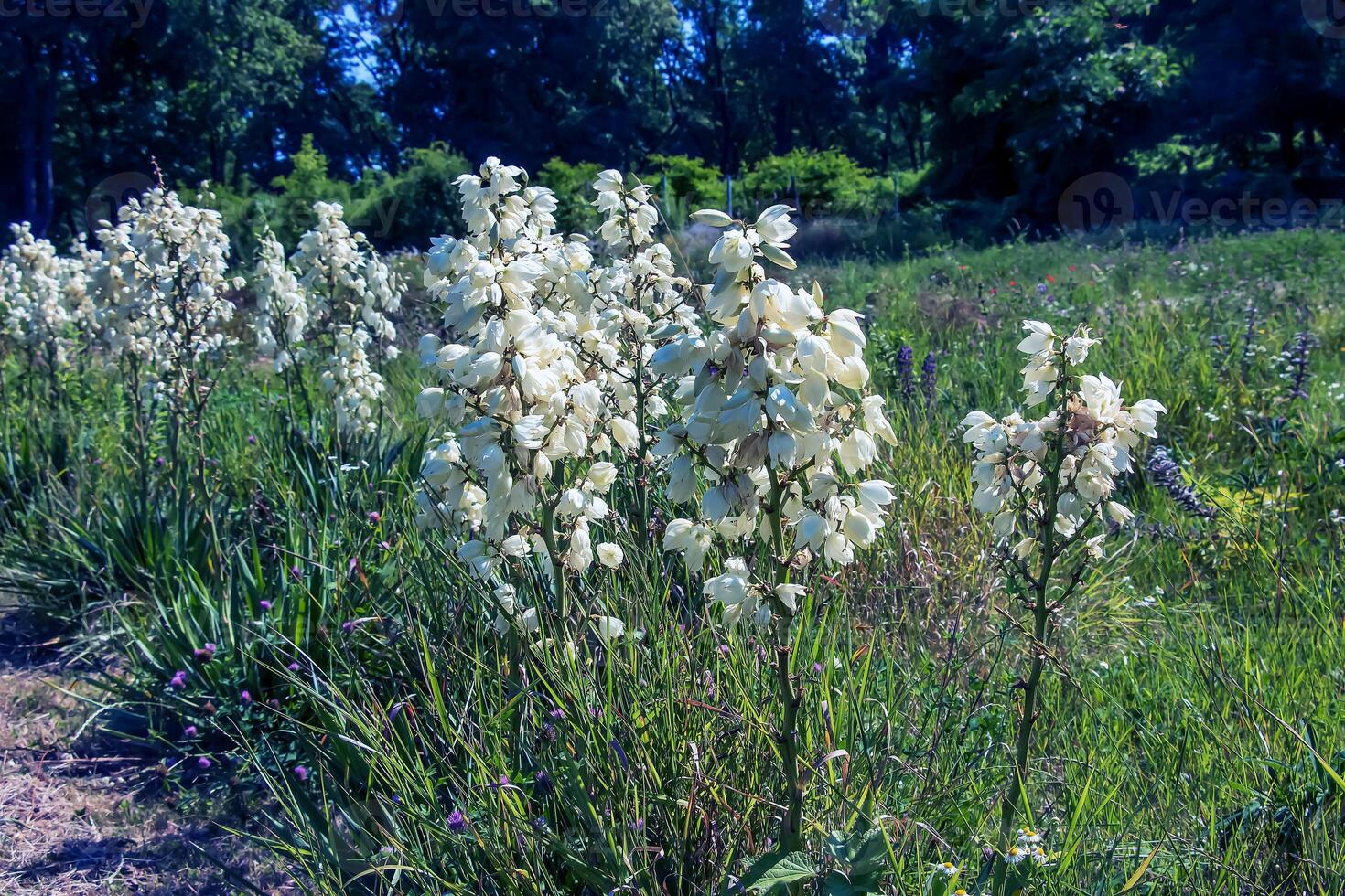 Many delicate white flowers of Yucca plant, commonly known as Adam's needle and thread photo