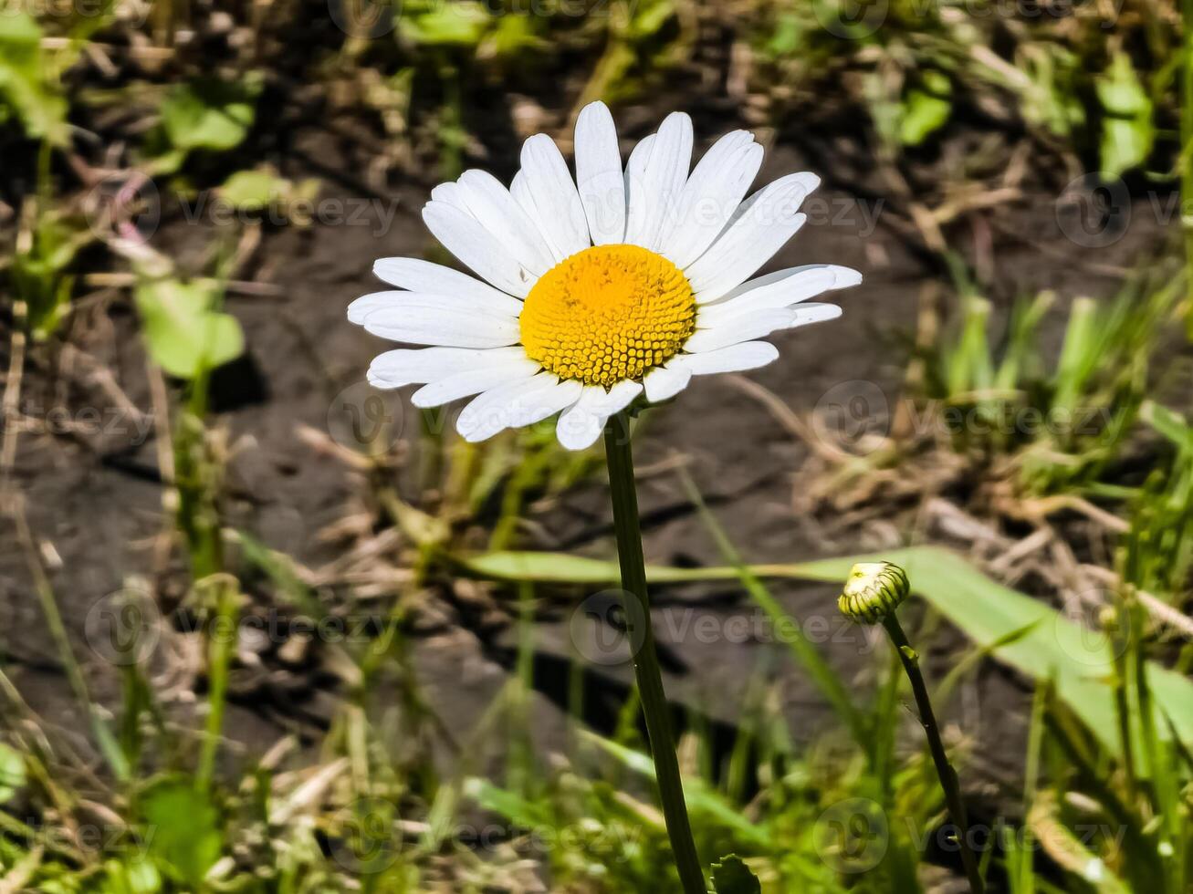 Flowering of daisies. Oxeye daisy, Leucanthemum vulgare, daisies, Common daisy, Dog daisy, Moon daisy. Gardening concept photo