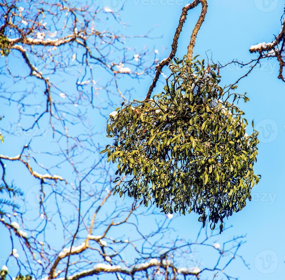 Viscum album or mistletoe is a semi-parasite of several tree species in winter. photo