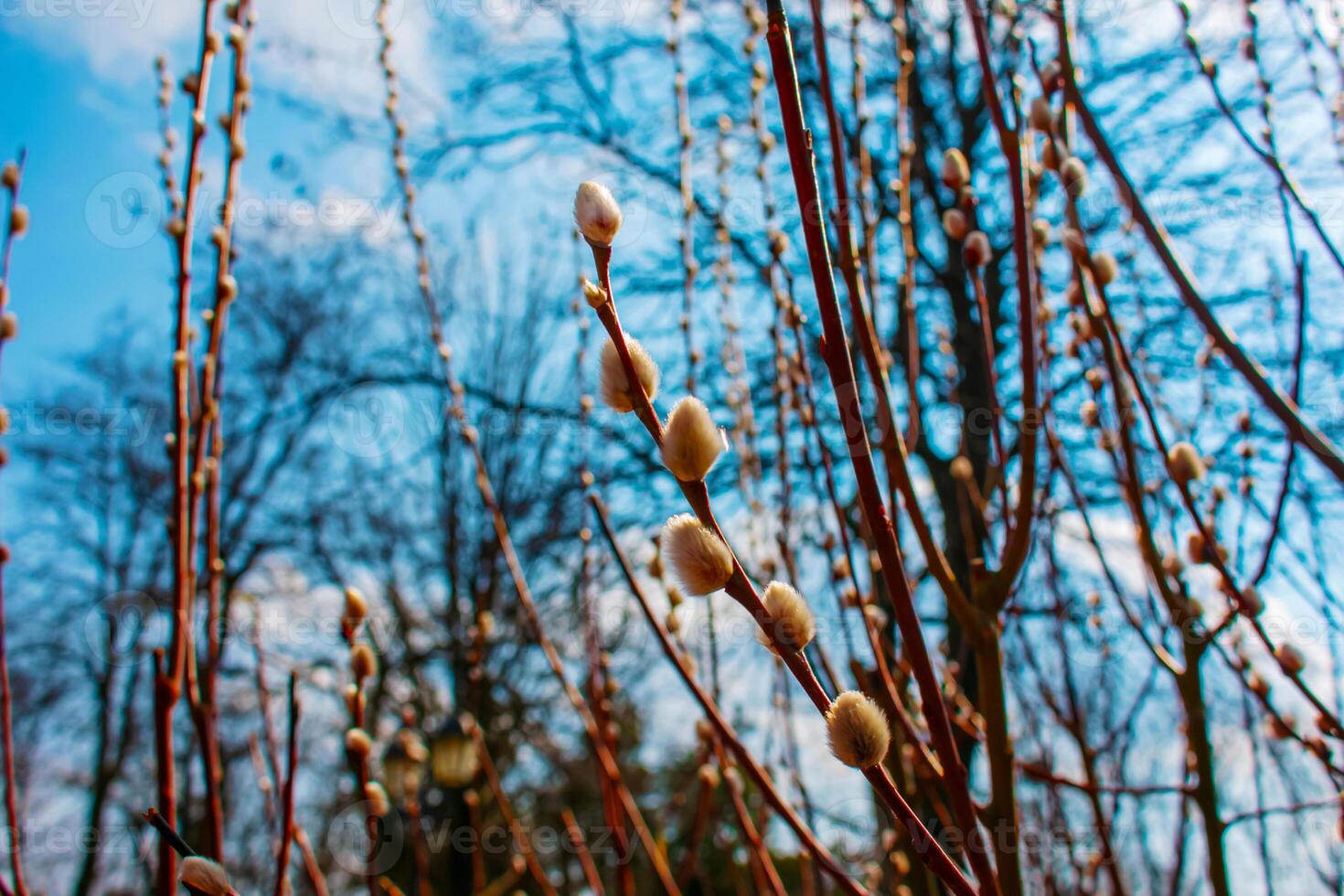 Fluffy Salix buds on the branches. Willow in early spring. photo