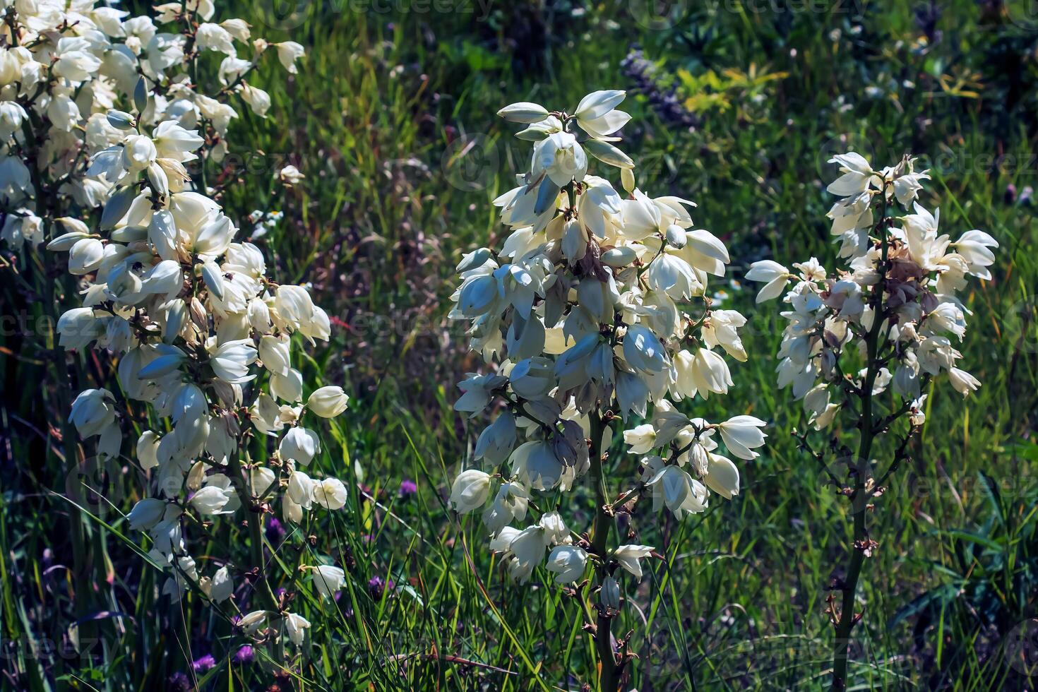 muchos delicado blanco flores de yuca planta, comúnmente conocido como Adán aguja y hilo foto