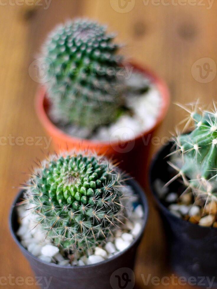 se planta un pequeño cactus en una maceta pequeña donde el sol de la tarde brilla a través de su espalda. foto