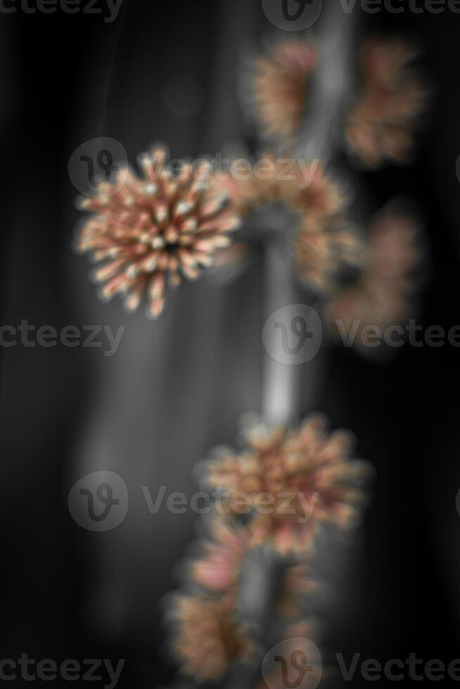 Blurred abstract background. Close up of pink flowers on black background photo