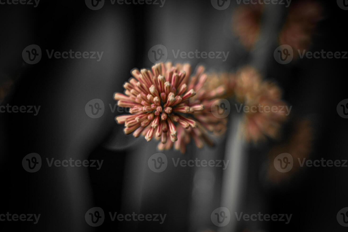 Blurred abstract background. Close up of pink flowers on black background photo