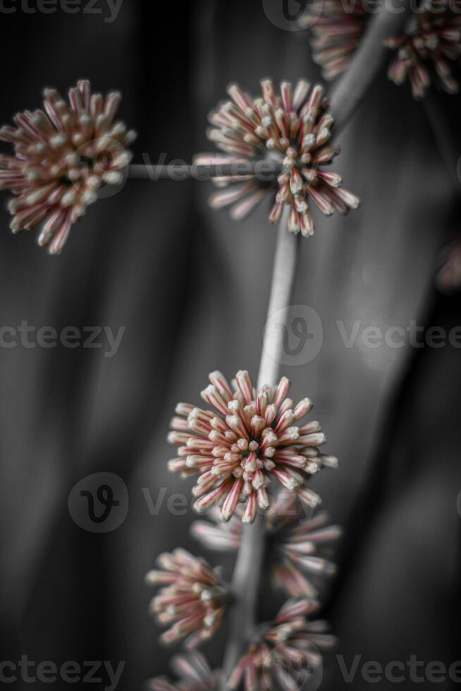 Close up of grass flower with black and white tone, abstract background photo