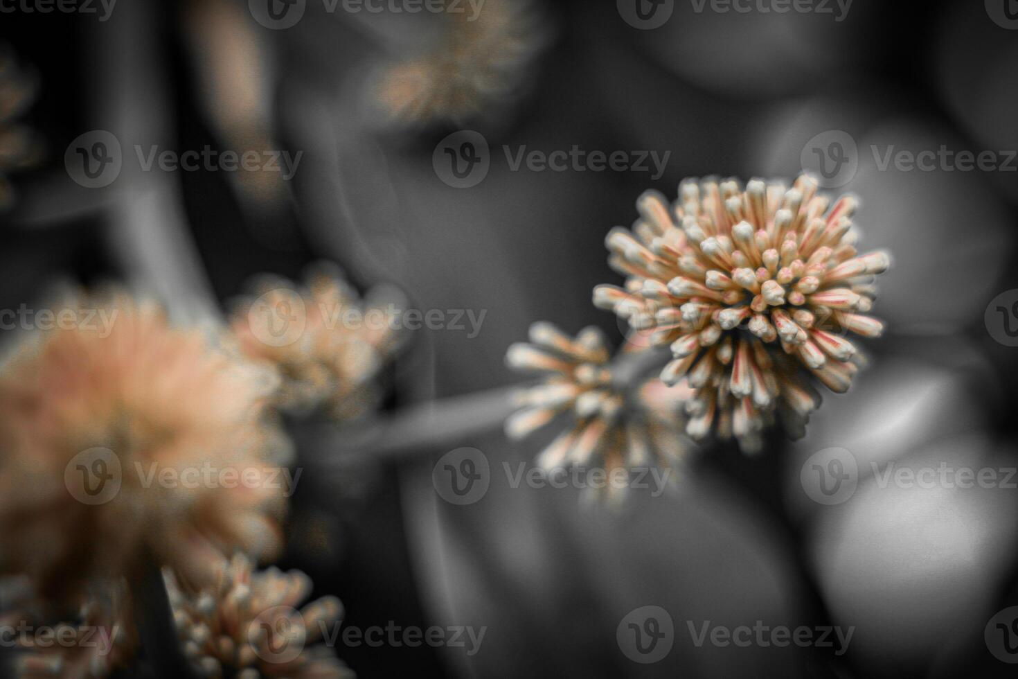 blurred background of a flower with bokeh effect, black and white photo