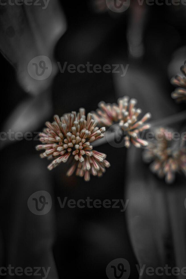 blurred background of a flower with bokeh effect, black and white photo