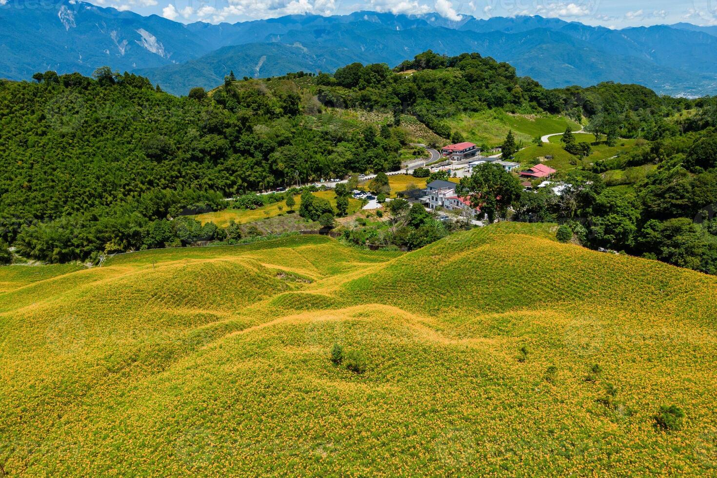 Daylily flower farm at Chike Mountain in yuli township, Hualien, Taiwan photo