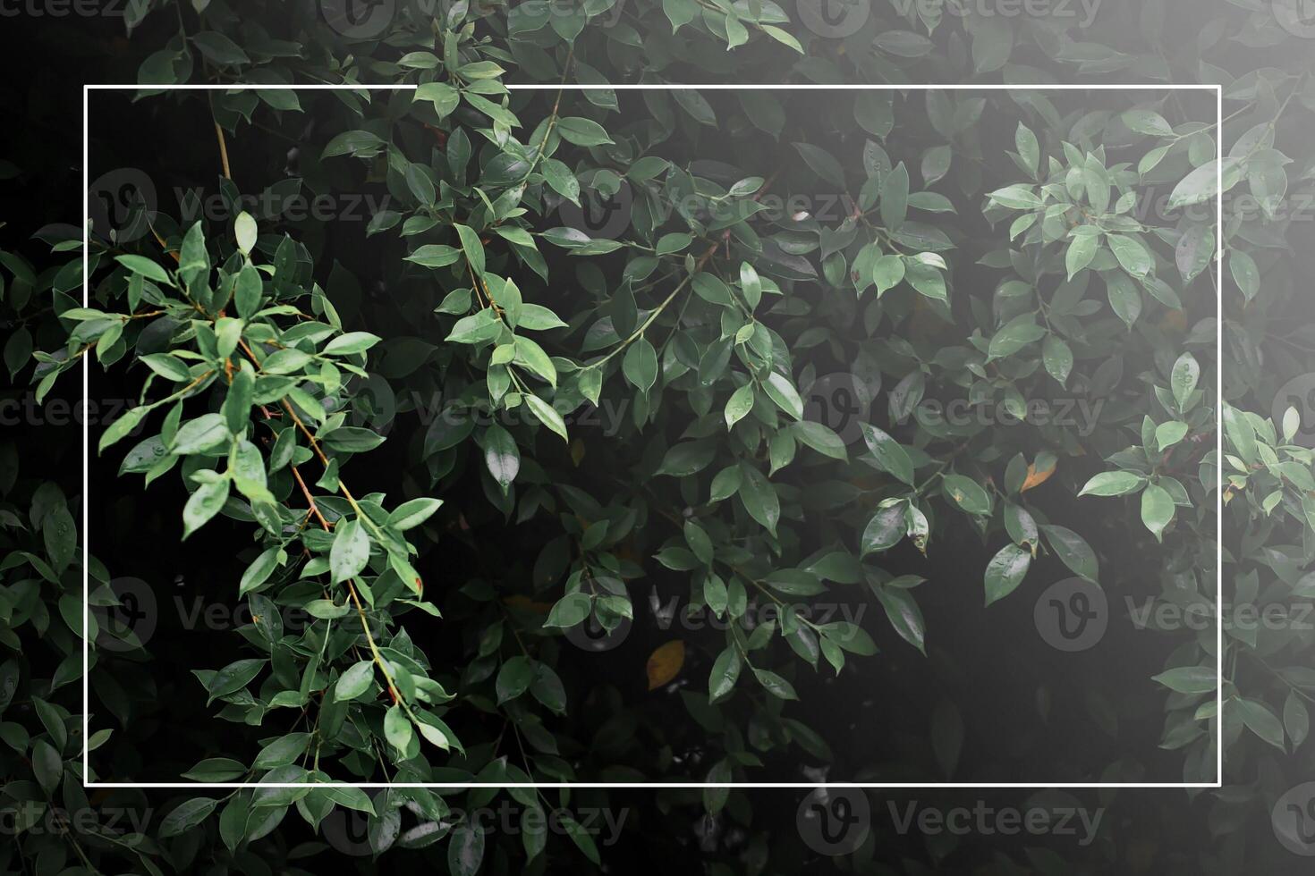 Dark green leaf backdrop, dark tone, small leaves, tropical leaves, dark green leaf wallpaper, leaf background with white photo frame.