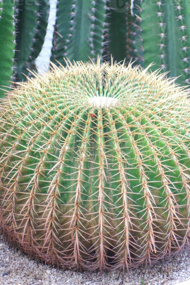cactus en botánico jardín, de cerca de foto con suave atención