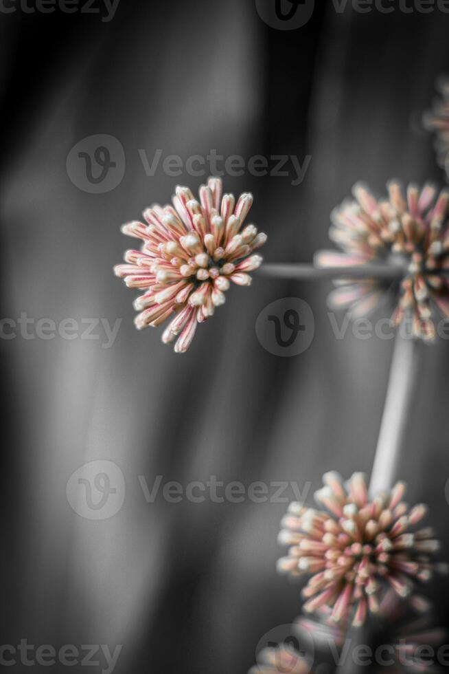 Close up of grass flower with black and white tone, abstract background photo