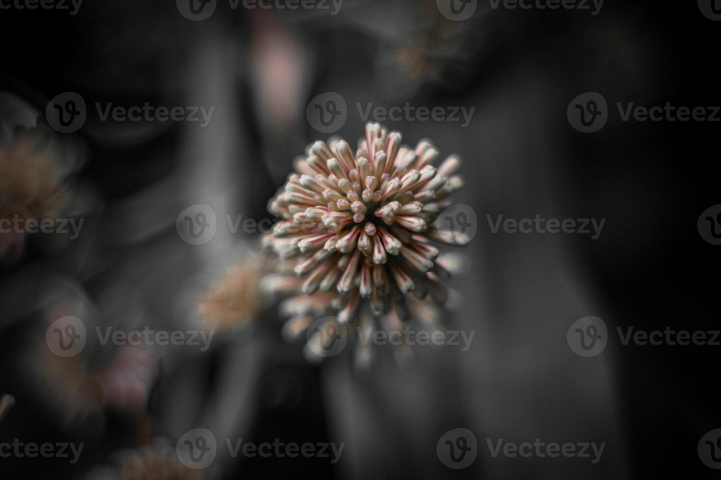 Close up of grass flower with black and white tone, abstract background photo