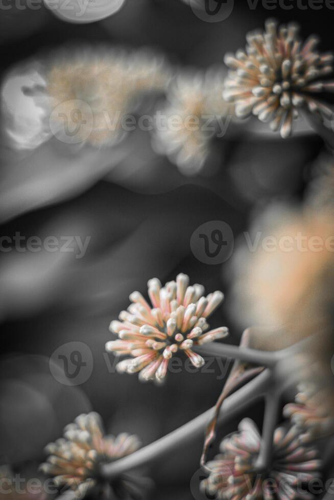 Blurred abstract background. Close up of pink flowers on black background photo