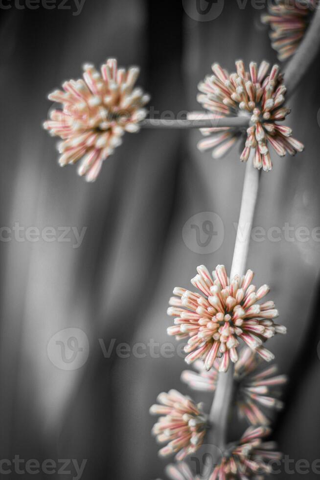 Close up of grass flower with black and white tone, abstract background photo