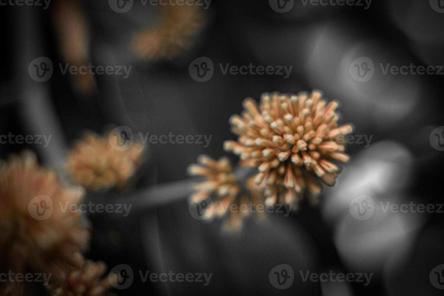 Blurred abstract background. Close up of pink flowers on black background photo