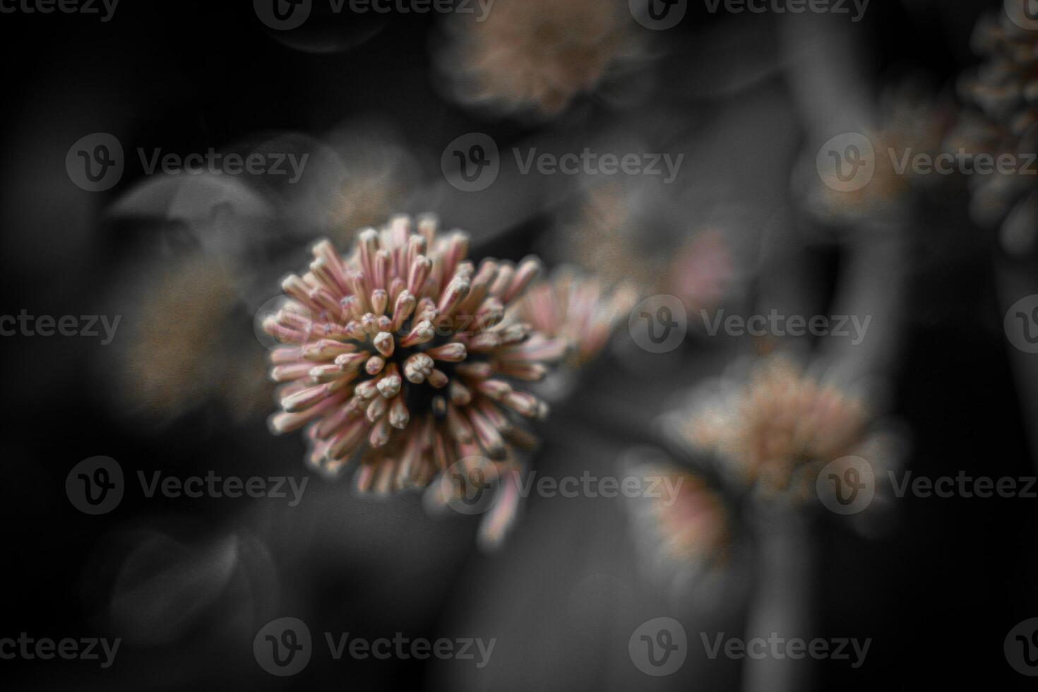 Close up of grass flower with black and white tone, abstract background photo