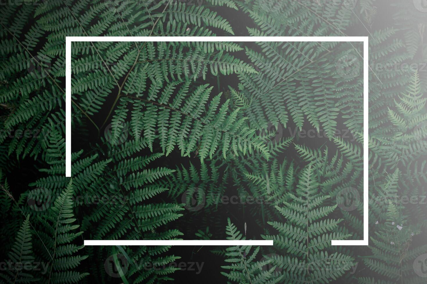tropical tree background and white frame dark green fern wallpaper Dark green forest backdrop, nature-toned page layout background, green fern and white frame, gradation. photo
