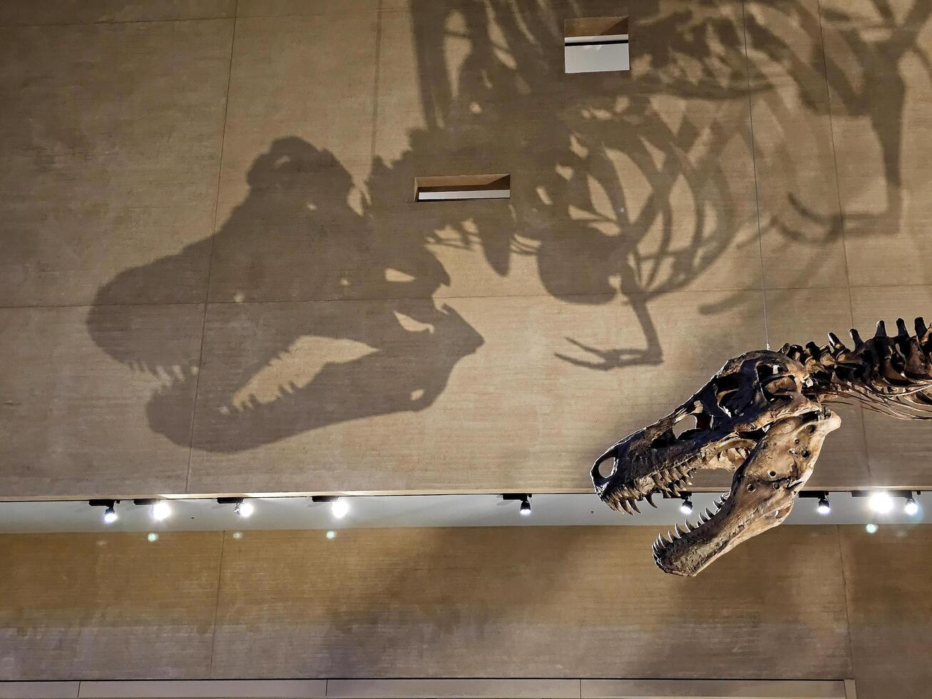 KITAKYUSHU, JAPAN  NOVEMBER 15, 2023 Skull of Trex with shadow at Kitakyushu Museum of Natural History and Human History. It is a famous landmark of Fukuoka. photo