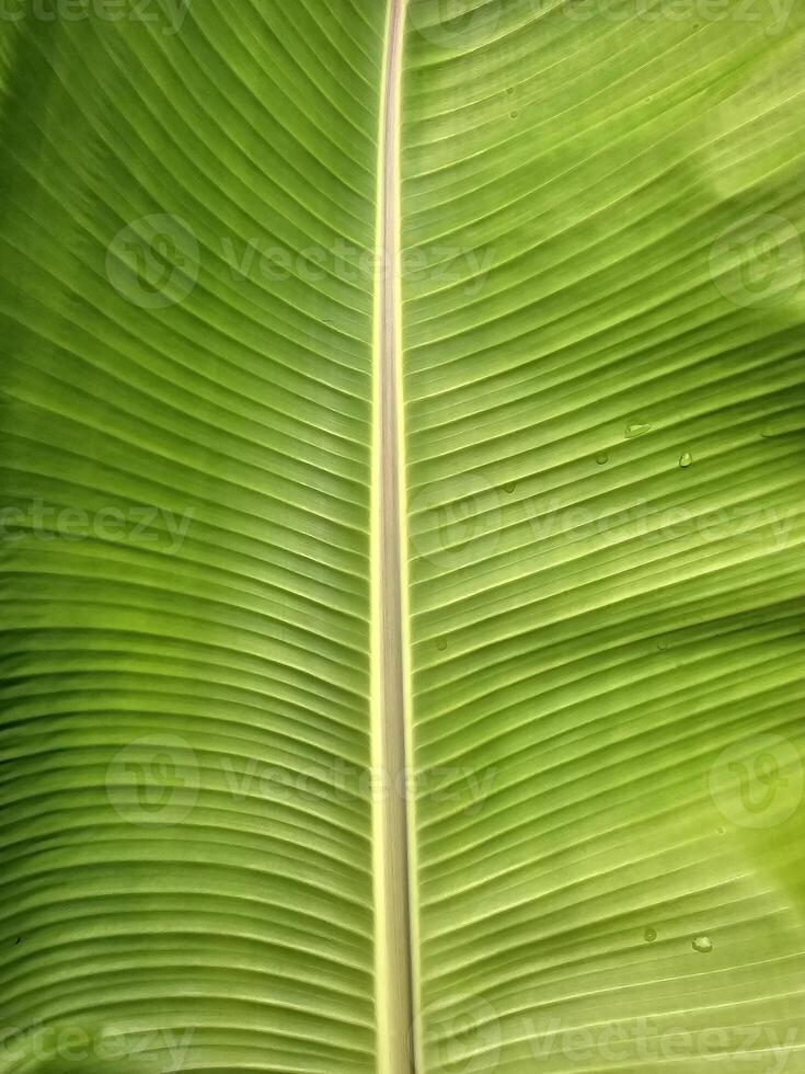 Banana Leaf with Light Beam and Shadow on the Surface. photo