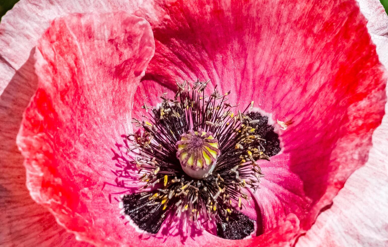 amapola flor cerca arriba. papaver orientale en brillante luz de sol. foto