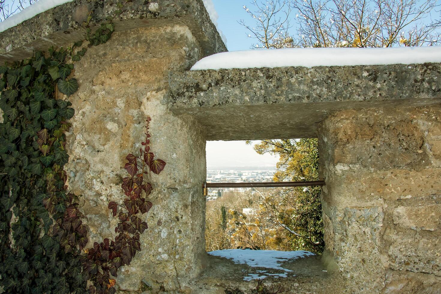 Ivy at Hohensalzburg Fortress in winter. Hedera leaves in January. photo