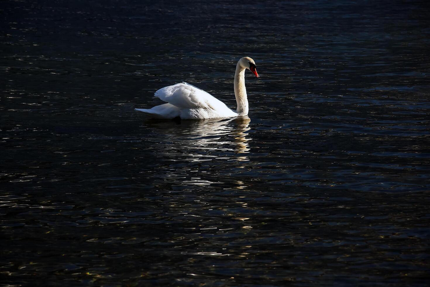 A white mute swan swims on the Austrian lake Traunsee in January. photo