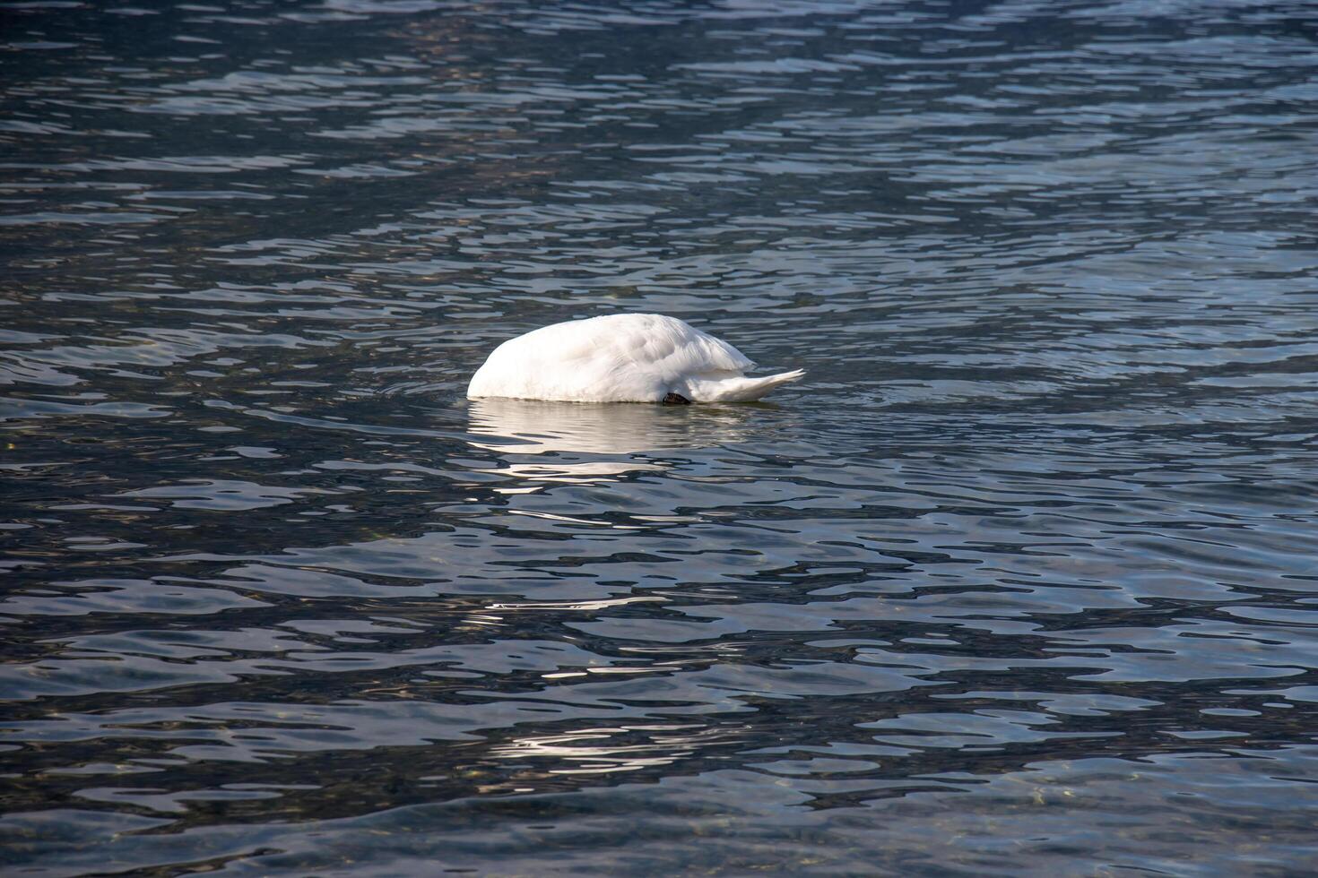 un blanco mudo cisne nada en el austriaco lago traunsee en enero. foto