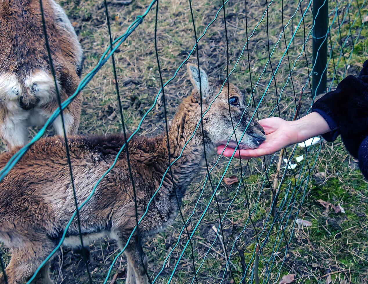 de cerca de mano alimentación oveja. muflones en el territorio de el agrícola Universidad de nitra en Eslovaquia. foto