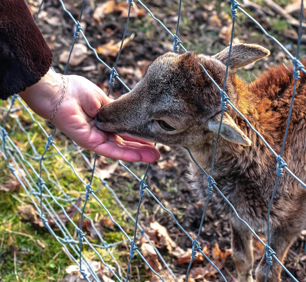 Close-up of hand feeding sheep. Mouflons on the territory of the Agricultural University of Nitra in Slovakia. photo