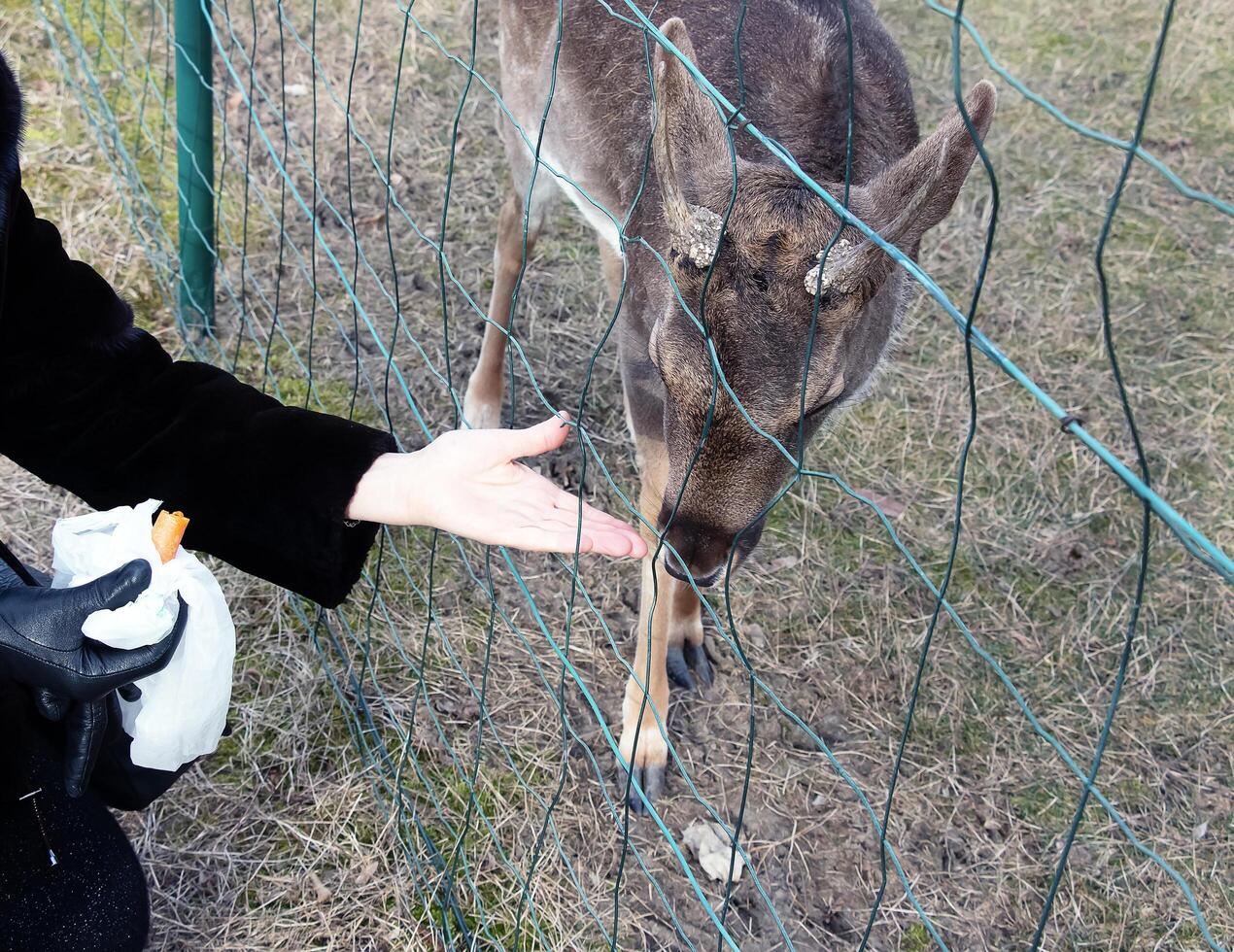 Close-up of hand feeding sheep. Mouflons on the territory of the Agricultural University of Nitra in Slovakia. photo