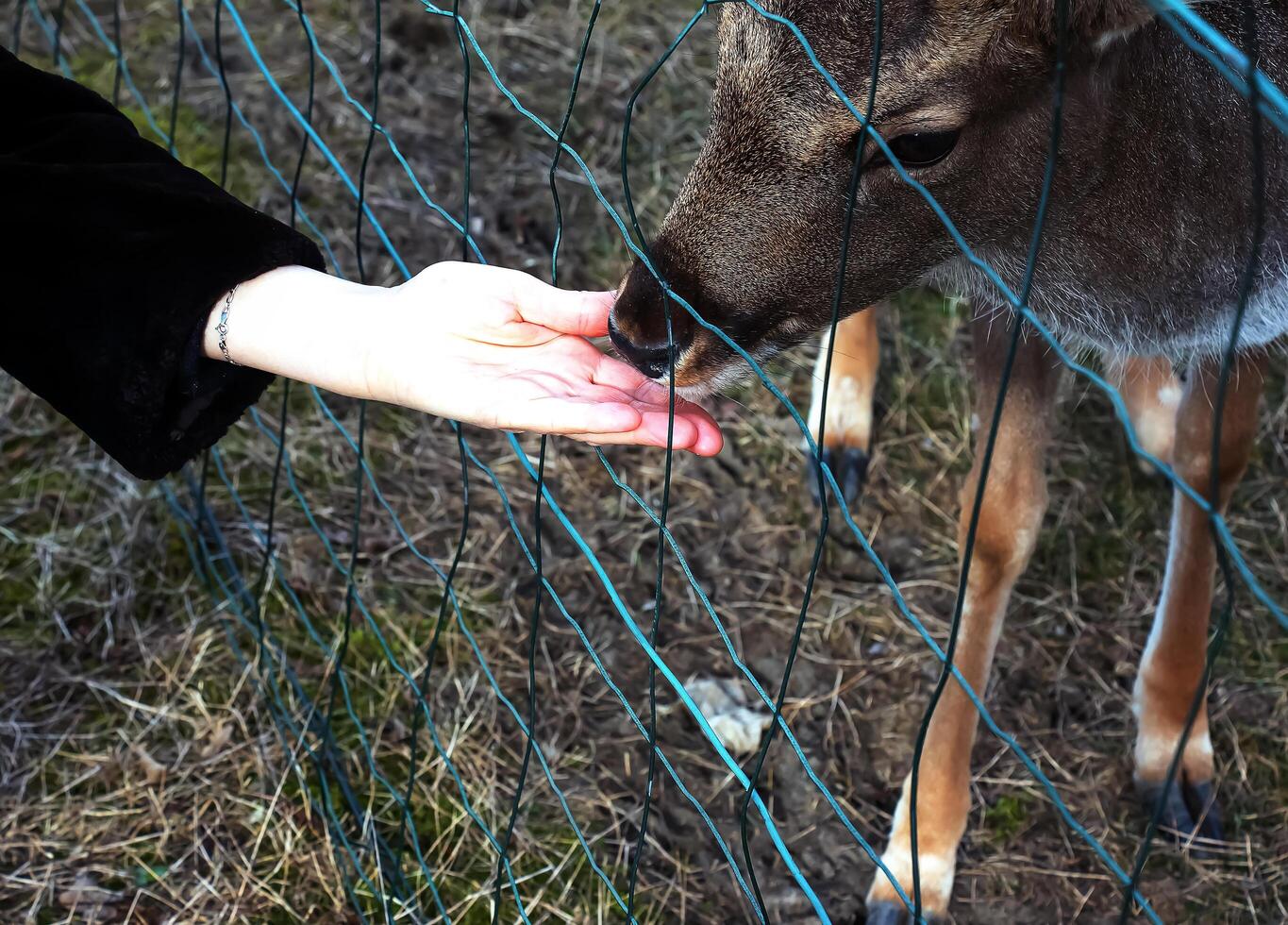 Close-up of hand feeding sheep. Mouflons on the territory of the Agricultural University of Nitra in Slovakia. photo