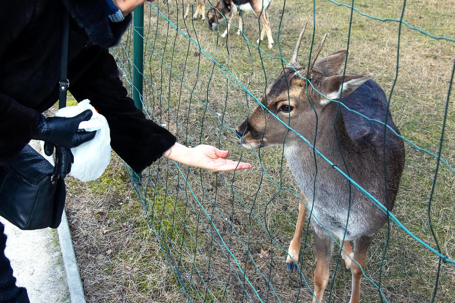 de cerca de mano alimentación oveja. muflones en el territorio de el agrícola Universidad de nitra en Eslovaquia. foto