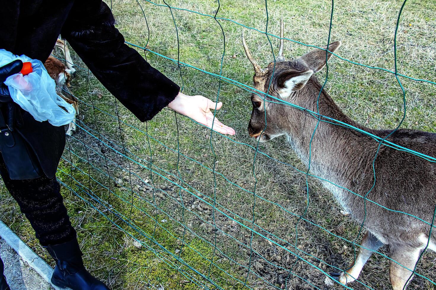 Close-up of hand feeding sheep. Mouflons on the territory of the Agricultural University of Nitra in Slovakia. photo