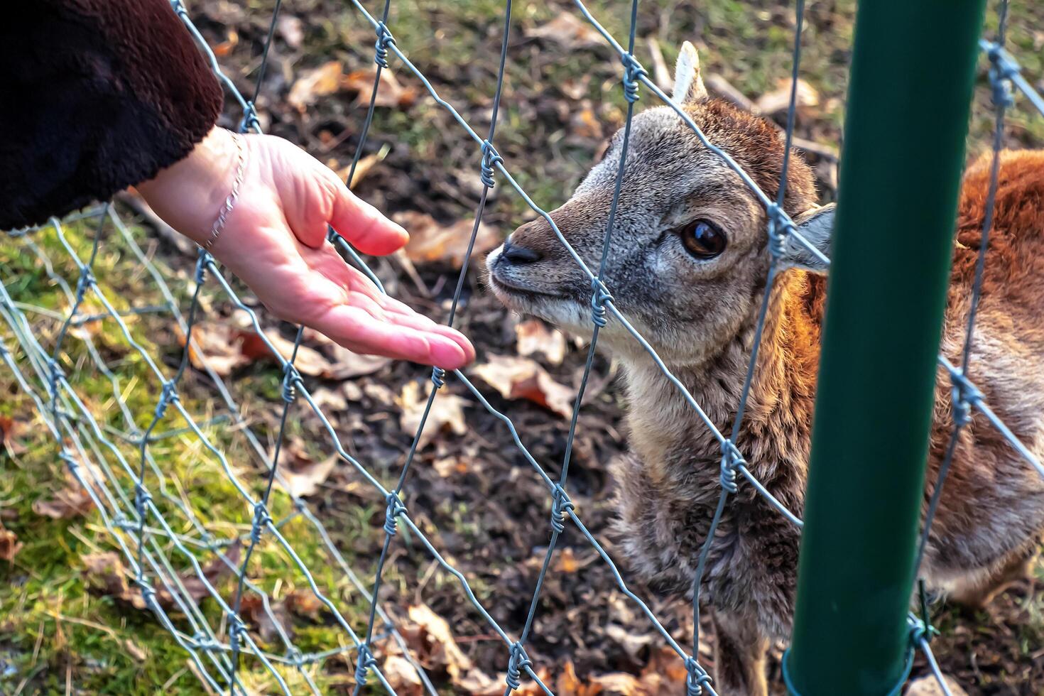 Close-up of hand feeding sheep. Mouflons on the territory of the Agricultural University of Nitra in Slovakia. photo