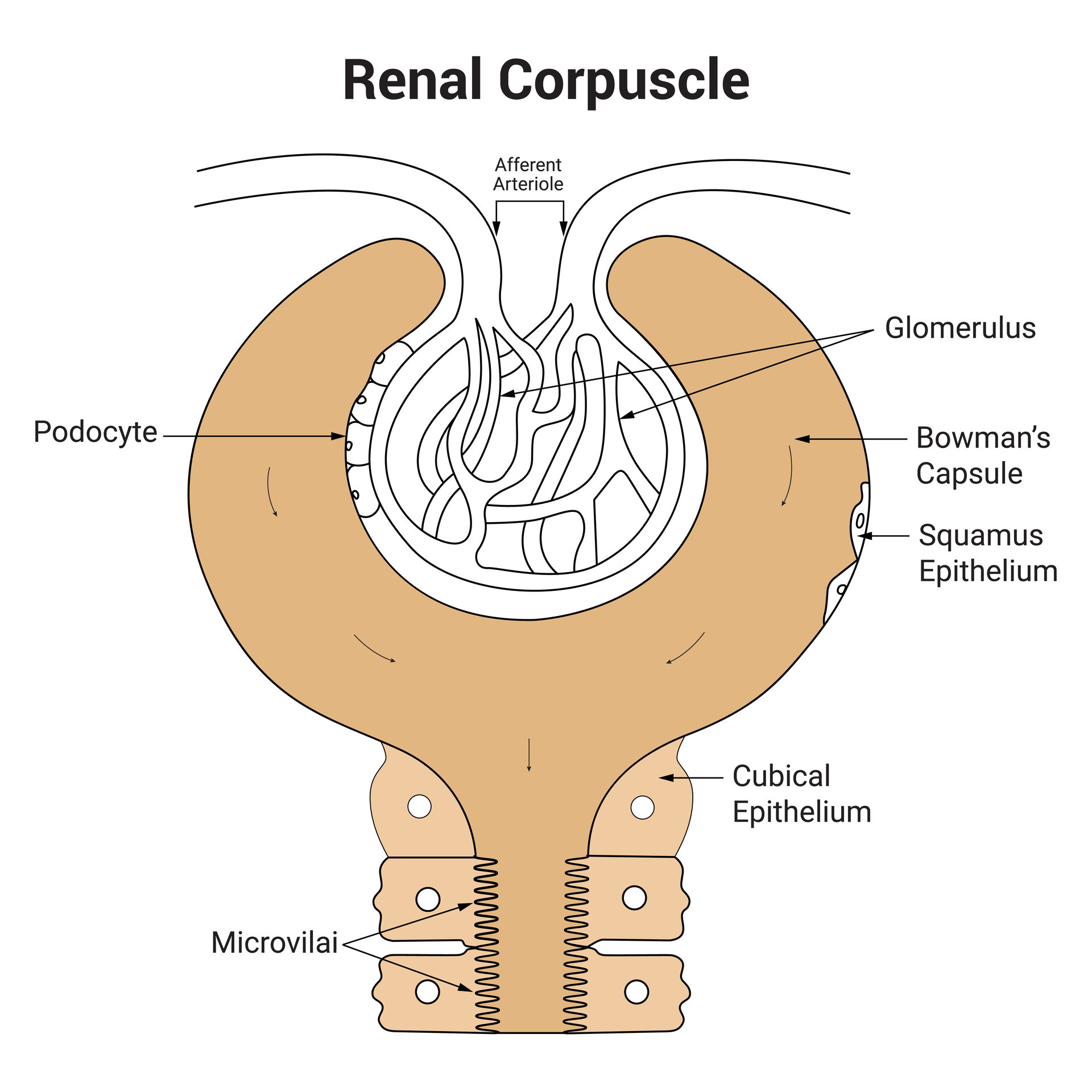 Renal Corpuscle:  The Fastest Way To Perfect Labeling! - muunfk8