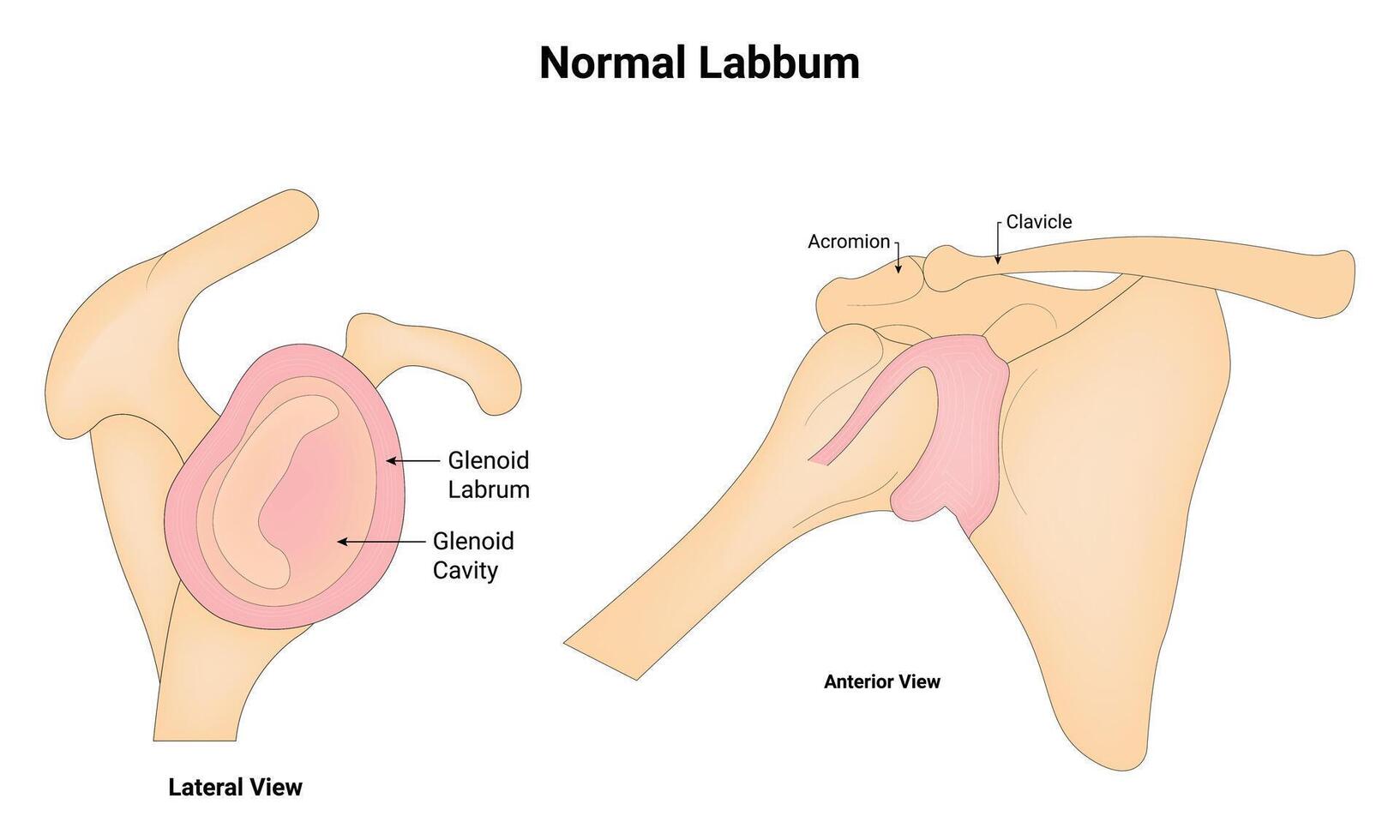 Normal Labbum Science Design Vector Illustration Diagram