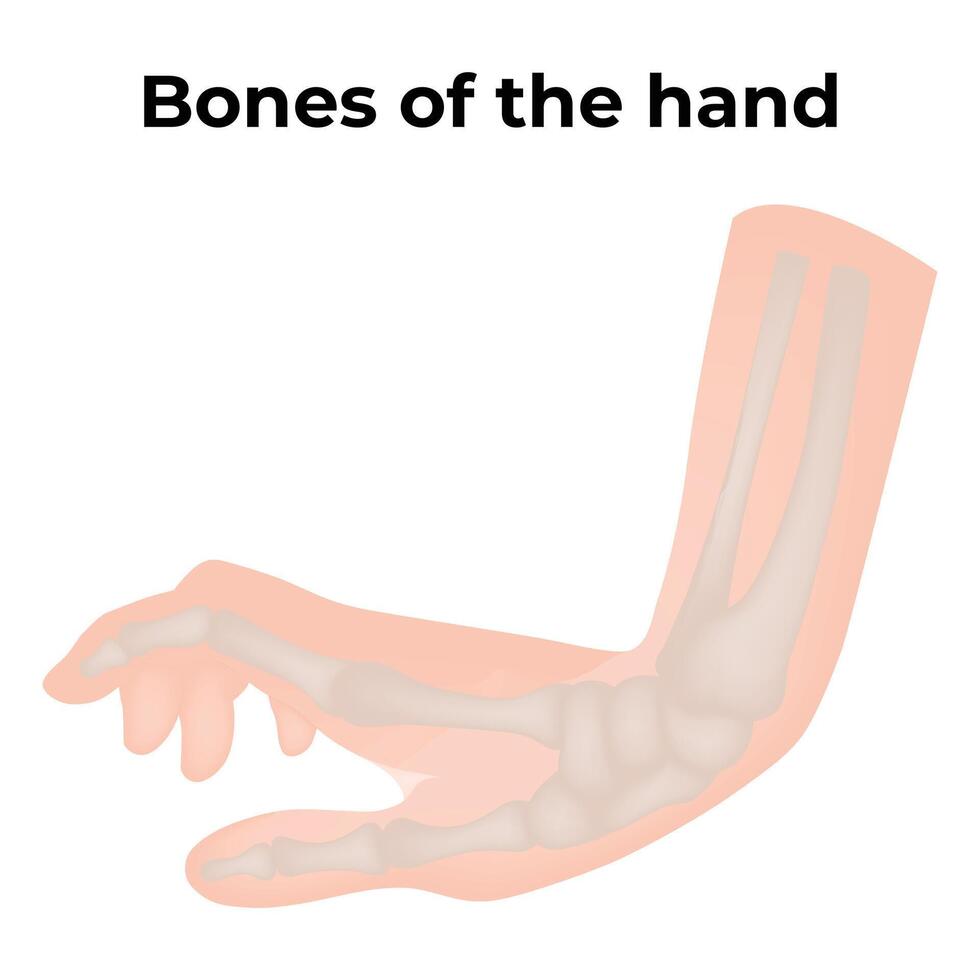Bones of The Hand Science Design Vector Illustration Diagram