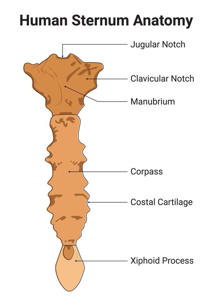 Human Sternum Anatomy Science Design Vector Illustration