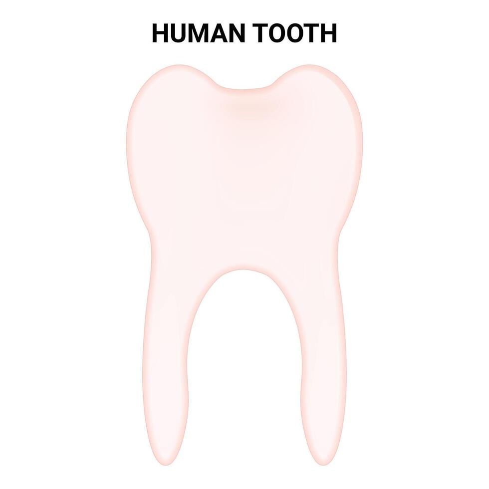 humano diente Ciencias diseño vector ilustración diagrama