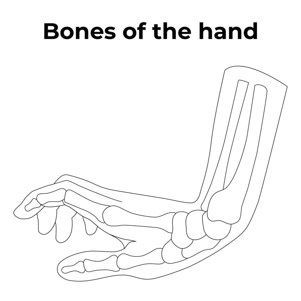 Bones of The Hand Science Design Vector Illustration Diagram 38010620 ... Biology Diagrams