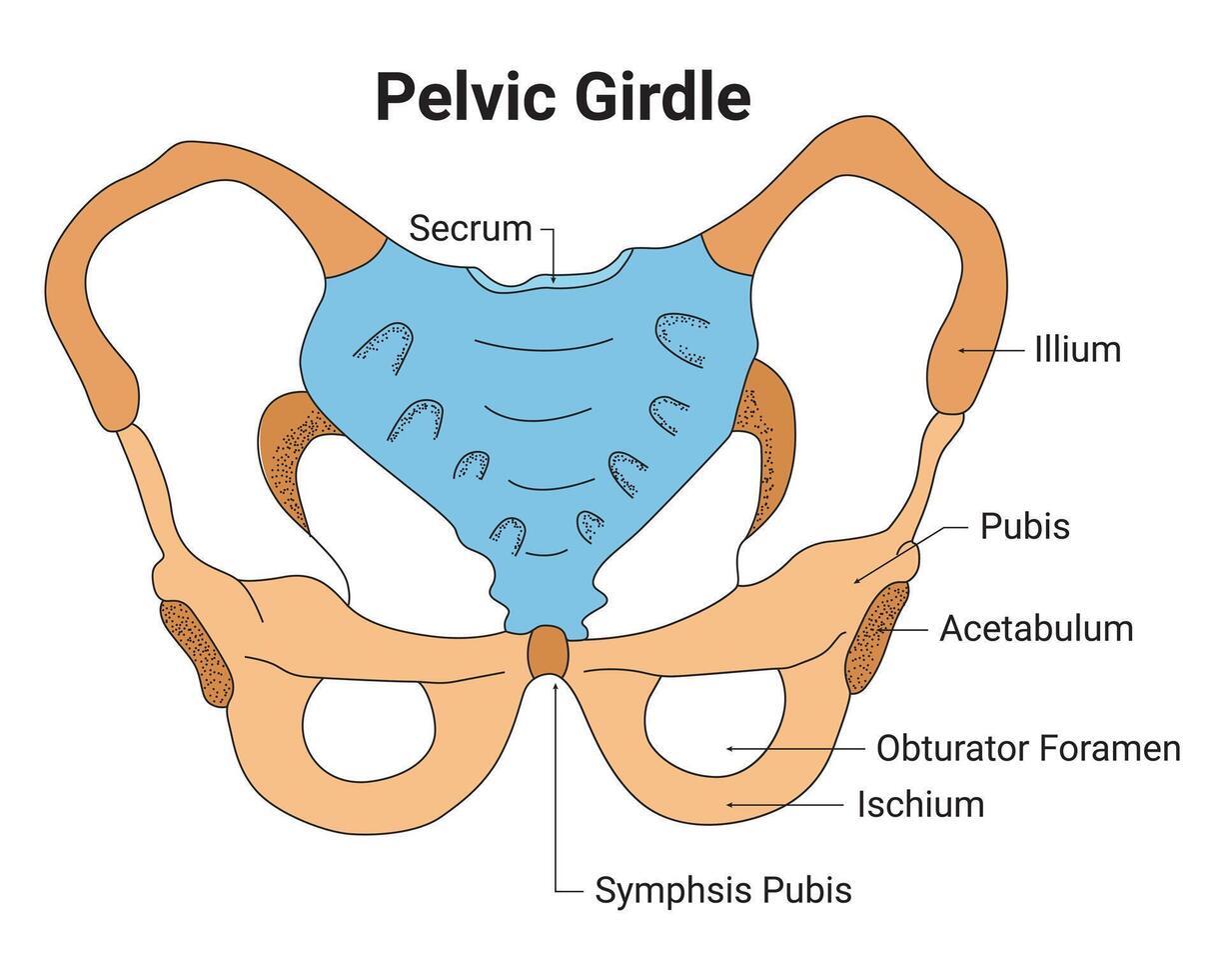 Pelvic Girdle Science Design Vector Illustration Diagram