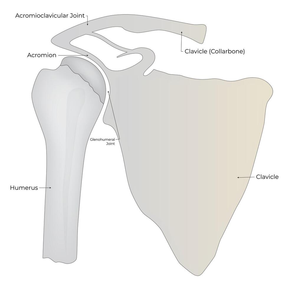 húmero clavícula acromion Ciencias diseño vector ilustración diagrama