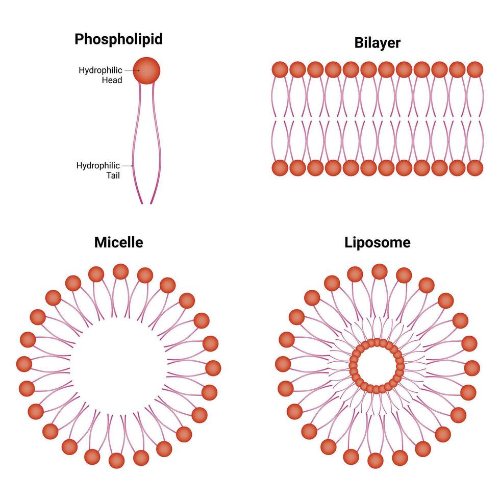 fosfolípido bicapa micela liposoma Ciencias diseño vector ilustración