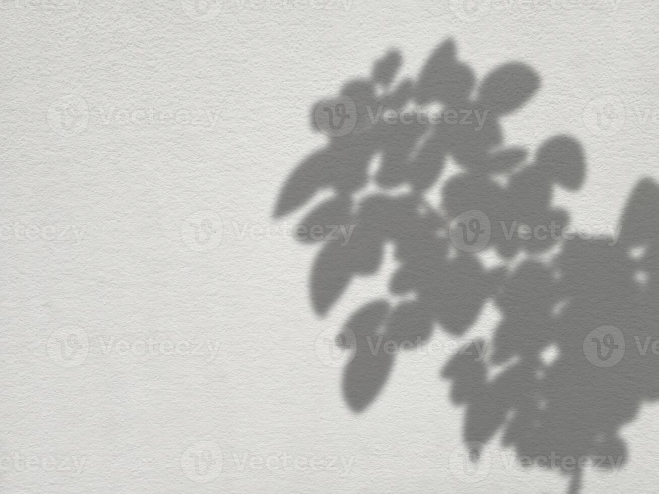 Rose Leaves Shadow on Concrete Wall Texture Background, Suitable for Making Blur to multiply and overlay on Product Presentation. photo