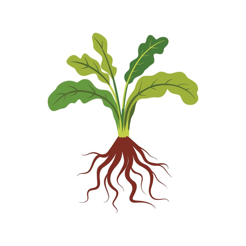 vegetal plantas con raíces vector