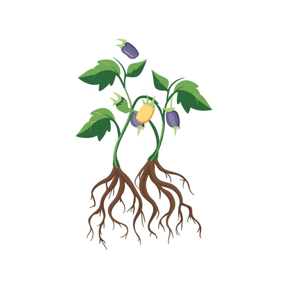 Vegetable plants with roots vector