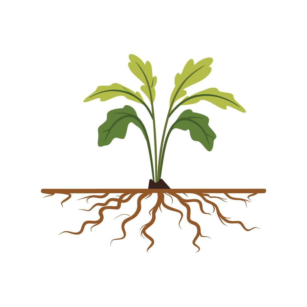 Vegetable plants with roots vector