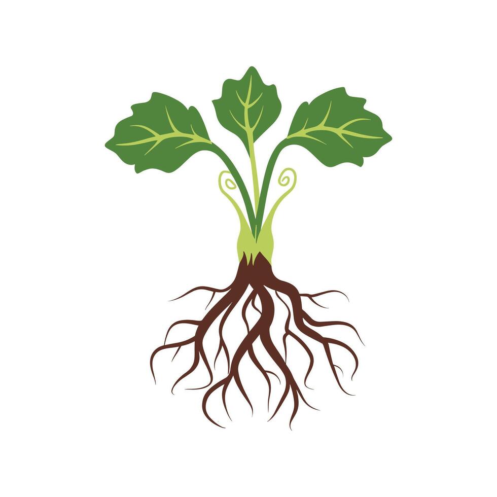 Vegetable plants with roots vector