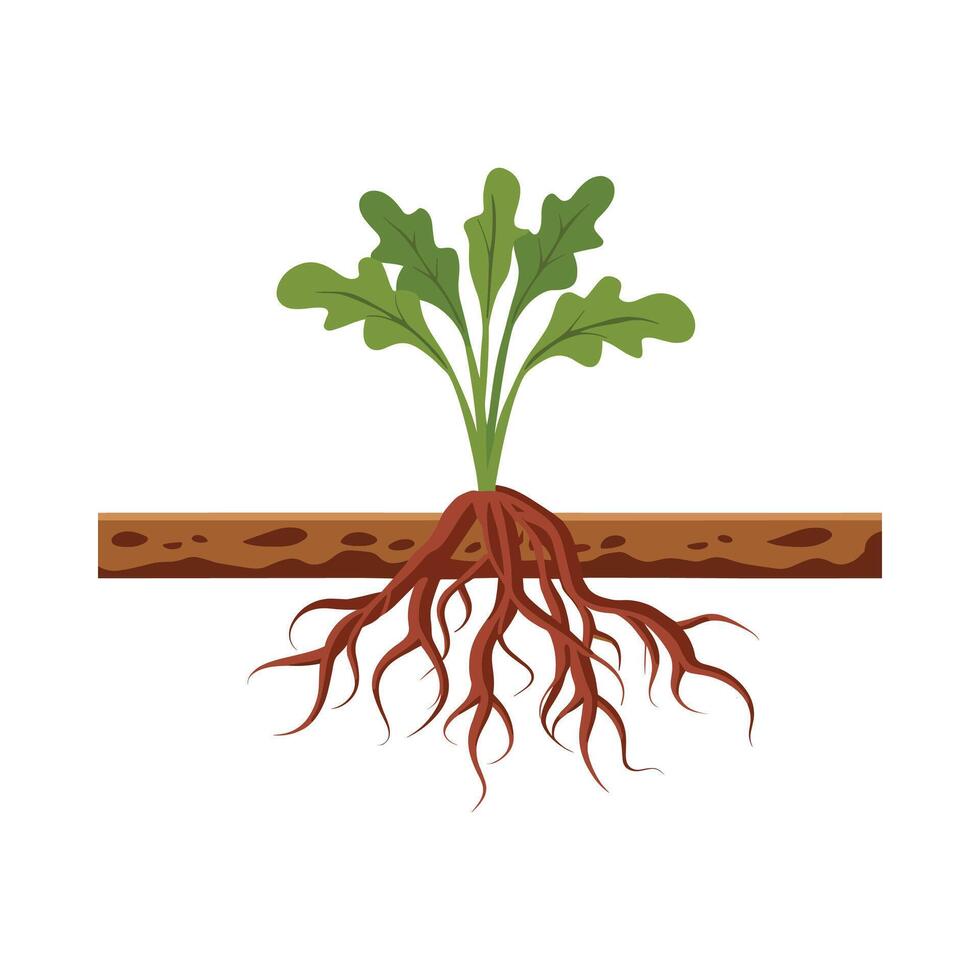 Vegetable plants with roots vector