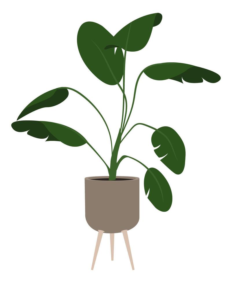 A flowerpot on legs with a house plant Dieffenbachia for interior decoration of an apartment or office vector